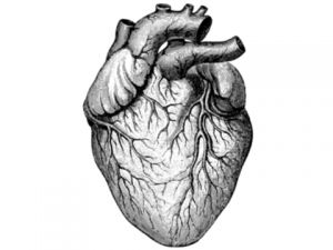 Herz-/ Kreislauf-Check/ Ergometrie